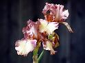 (20) iris